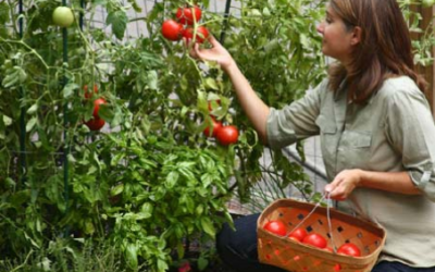 Organic Food? Should I Be Buying It?